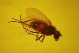 Two Fossil Flies (Diptera) In Baltic Amber #150720-1